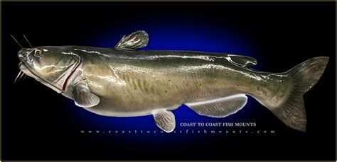 Channel Catfish Fish Mounts And Replicas By Coast To Coast Fish Mounts