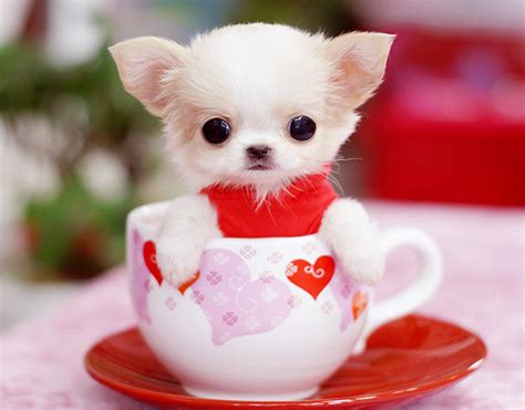Amisbide Very Cute Puppies Pictures