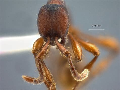 Formicidae Aenictinae Aenictus Punctatus