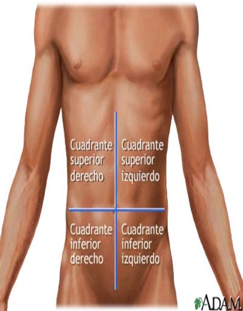 Terminologia Cuadrantes Regiones Anatomicas Del Cuerpo Humano The