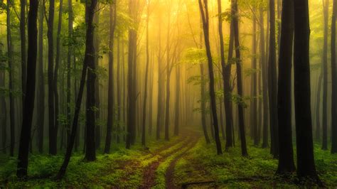 Fog Covered Green Trees Forest During Morning Time Hd Nature Wallpapers