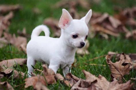All White Teacup Chihuahua Puppies Pets Lovers