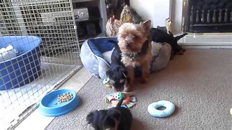 We did not find results for: Yorkshire Terrier Puppies 6 weeks old playing - YouTube