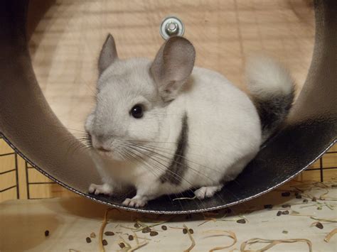 What Are The Benefits Of Chinchilla Wheels? | ArticleCube