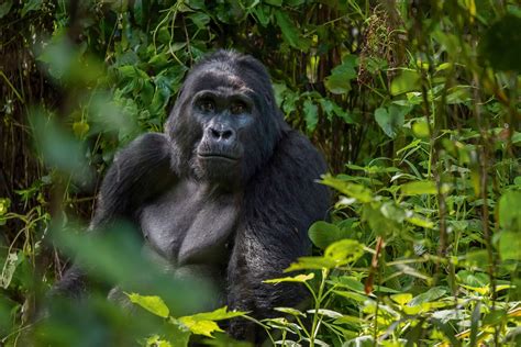 3 Days Gorilla Fly In Safari In Bwindi National Park Tripscapers Africa