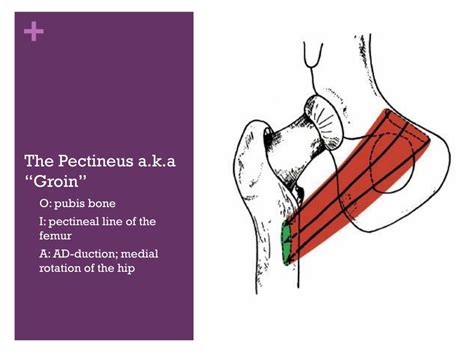 Ppt Pectineus And Gracilis Powerpoint Presentation Free Download Id
