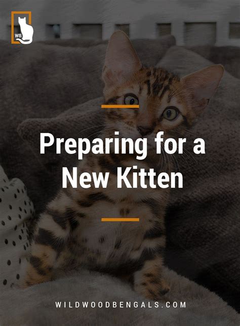 Kittens What To Do Before Bringing A New Kitten Home Kitten Cat