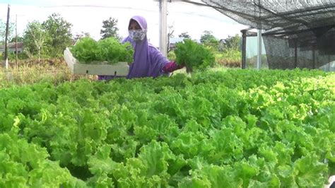 Peminat Sayur Hidroponik Di Tarakan Meningkat Petani Kekurangan Meja