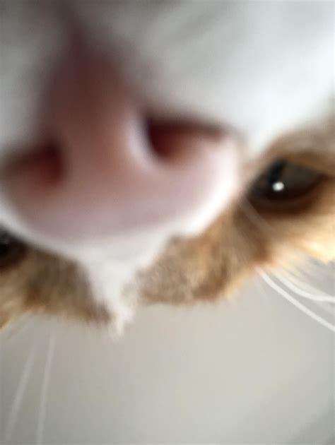 When You Accidentally Open The Front Facing Camera Pretty Cats Silly