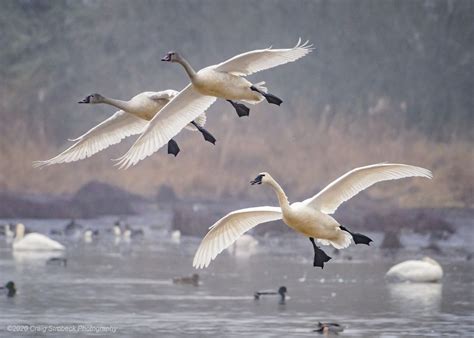 Tundra Swans Landing In The Marsh Wildlife Photography Gallery Art