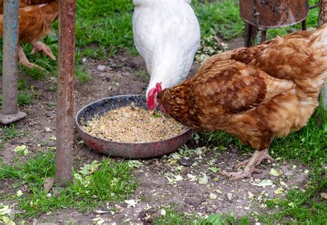 The Definitive List Of Chicken Treats What Can Chickens Eat 2023