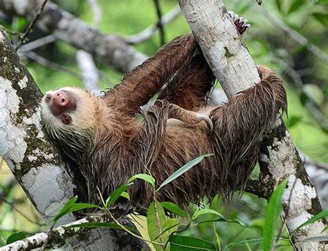 What Do Sloths Eat Sloths Diet By Types What Eats Soths