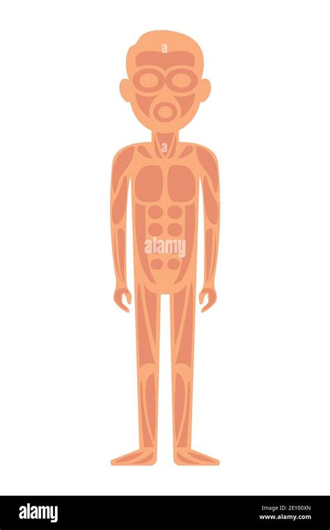Anatomía Del Sistema Muscular Del Hombre Vista Anterior Imagen Vector