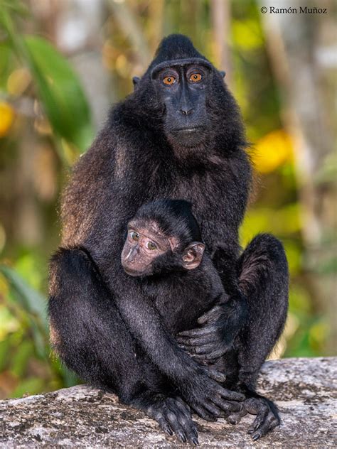 Dsc Macaco Negro Crestado Macaca Nigra Reserva Natu Flickr