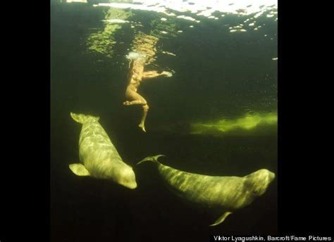 Natalia Avseenko Swims With Beluga Whales In The Arctic Mambo Pre Raphaelite Paintings