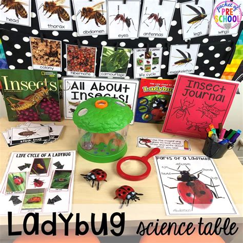 Bug Centers And Activities Pocket Of Preschool Preschool Science