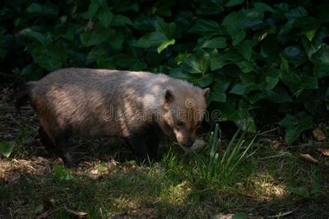 Cute Female Of Bush Dog Between Light And Shadow Stock Photo Image Of