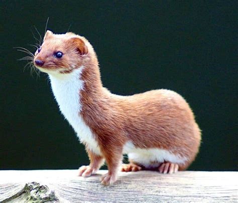 Pine Marten Vs Least Weasel Whats The Difference