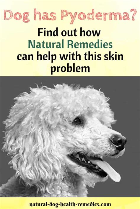 Pyoderma In Dogs Causes Symptoms Treatment And Remedies