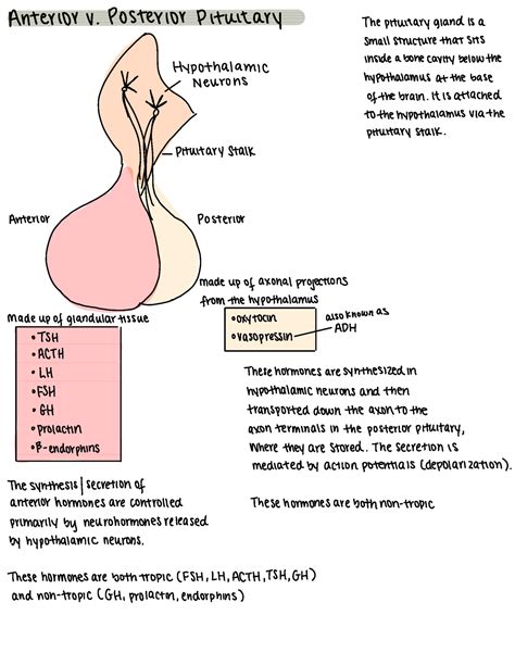 Pituitary Gland Summary Anterior V Posterior