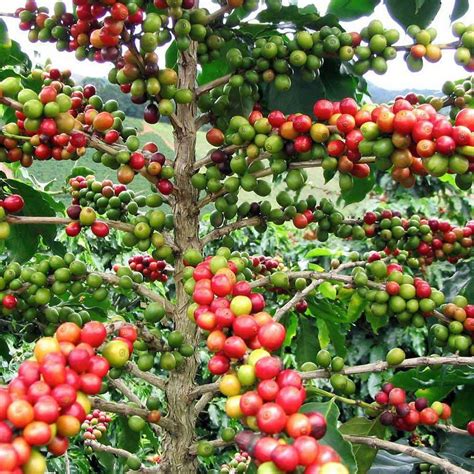 Arabica Coffee Bean Live Plant Pot Grow Brew Indoor Outdoor Best Gift ArabicaCoffeeBean
