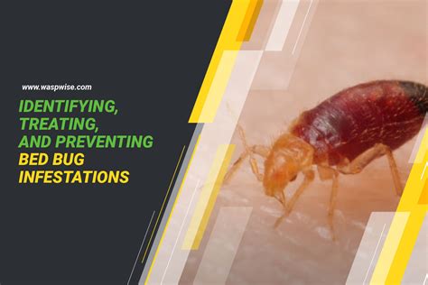 Bed Bugs 101 Your Guide To Identifying Treating And Preventing Bed