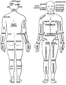 We can also think of area as the amount of space a shape covers. List of human anatomical regions - Wikipedia