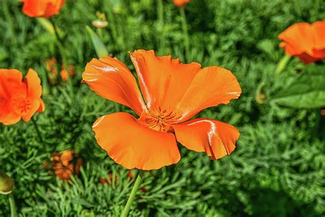 California Poppy Spread Wide Open Photograph By Linda Brody