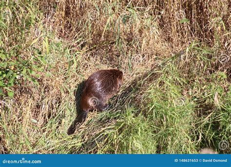 A Beaver On Dry Land Stock Image Image Of Surrounded 148631653
