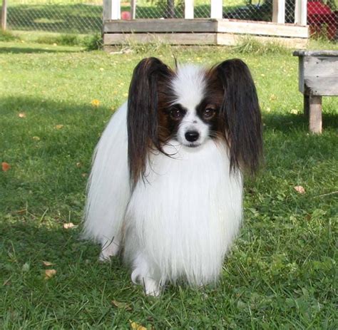 Papillon And Phalène The Breed Archive
