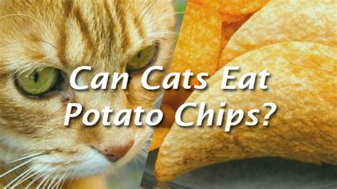 Cats and tuna go together like fish and chips, right? Can Cats Eat Potato Chips? | Pet Consider