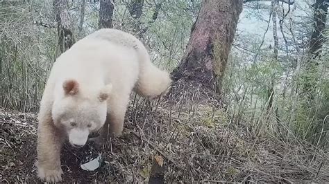 Worlds Only Known Albino Panda Documented In China