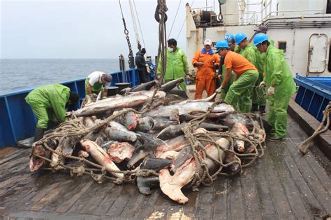 Illegal Fishing In Latin American Marine Sanctuaries Fullavantenews