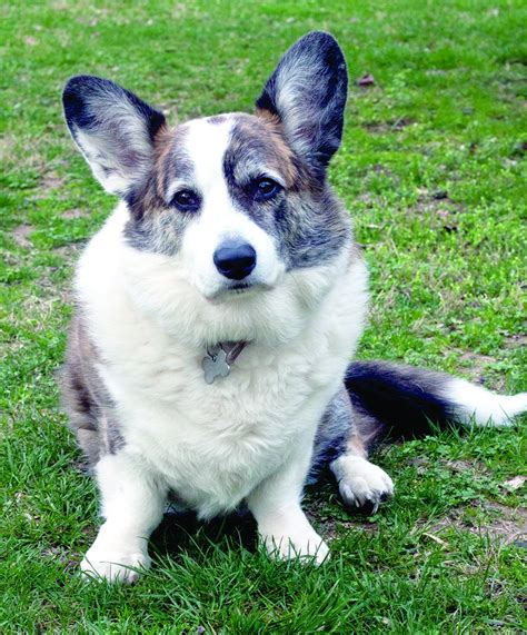 Recipe for people with diabetes is generally the same as a healthy recipe for. Diabetes In Dogs Whole Dog Journal