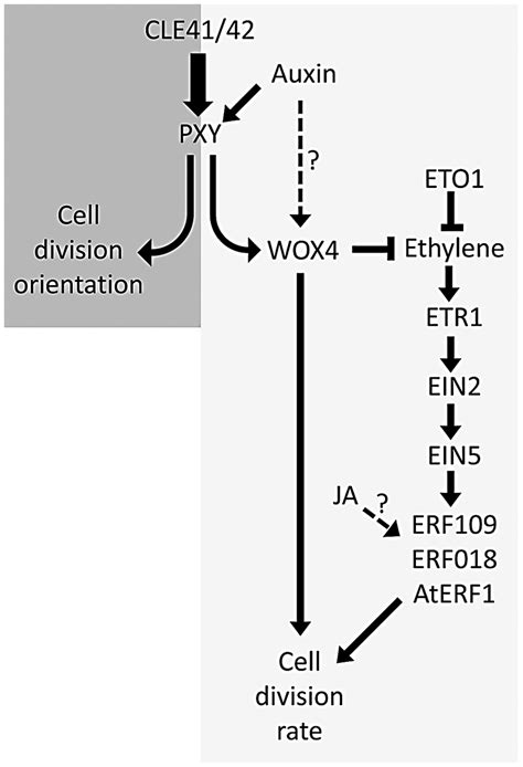 Model Showing Ethylene And Pxy Signalling Act In Parallel Pathways In