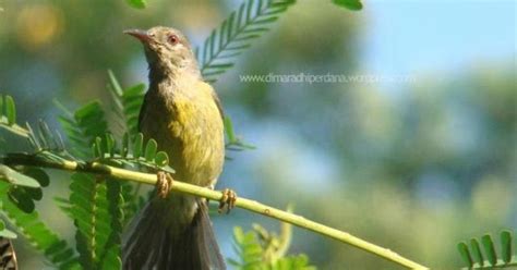 Burung Pemakan Madu (Nektar), Jenis dan Macamnya | Burung Kicau Terbaik
