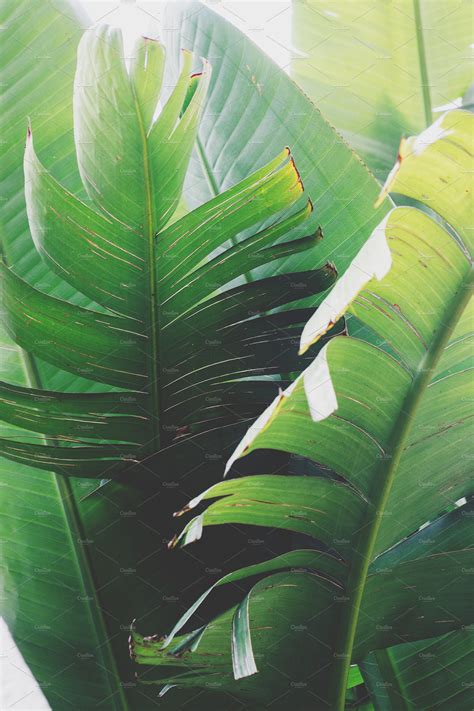 Large Tropical Leaves Containing Tropical Botanical And Jungle