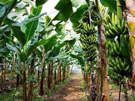 Ways To Use Every Part Of A Banana Plant You Should Know