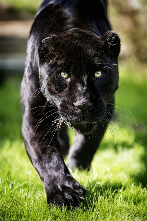 Flickr Wild Cats Big Cats Black Panther Cat