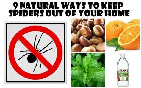 Natural Ways To Keep Spiders Away From Your Home Diy For Life