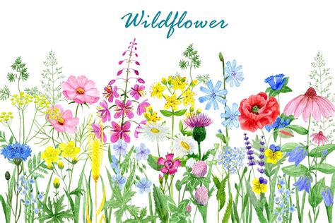 Wild Flowers Watercolor Floral Clipart Wildflowers Clip Art Etsy Uk