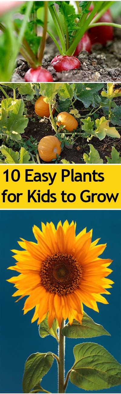 Some plants will produce huge double fist sized tomatoes on large bushy plants. Top 10 Easy Plants for Kids to Grow ~ Bless My Weeds