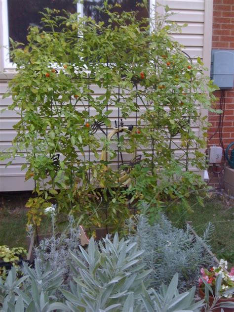Cherry Tomatoes Climbing The Trellis From My Garden Pinterest