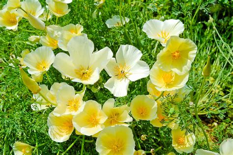 ホワイトカラーの綺麗な花｜花の無料写真素材・フリー画像 デジタル＠備忘録
