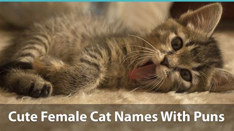 Siamese cat names and meanings. Top 200+ Names For Girl Cats (Cute, Funny, Unique, & Pun ...