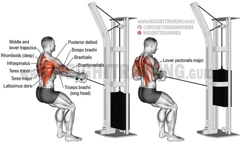 Standing Cable Row Exercise Instructions And Video Weight Training Guide