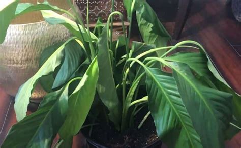 Peace Lily Drooping Causes How To Revive A Wilting Spathiphyllum