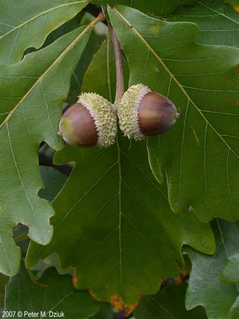 Quercus bicolor (Swamp White Oak): Minnesota Wildflowers