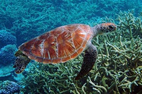A Guide Of Turtle Island National Park For All Travelers