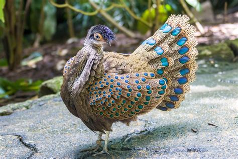 Is The Peacock Pheasants Iridescent Plumage More Than Meets The Eye Australian Geographic